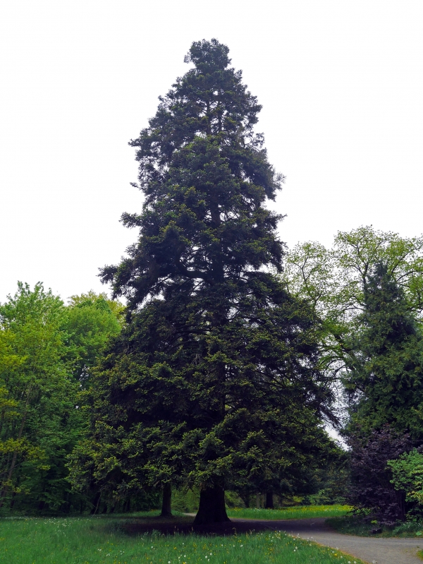 Sapin de Céphalonie 