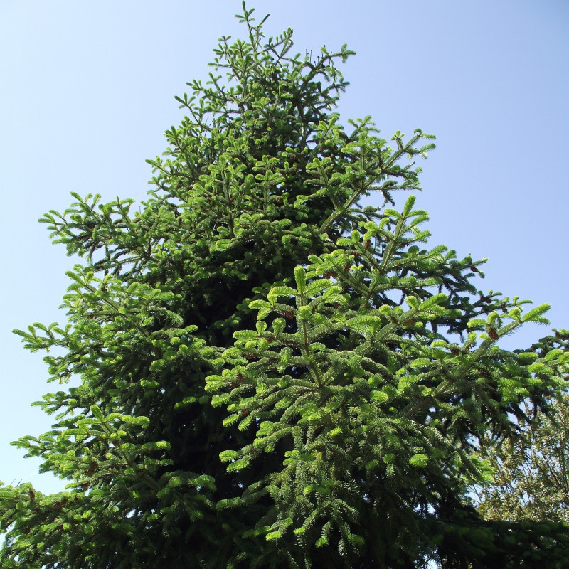 Sapin de Turquie