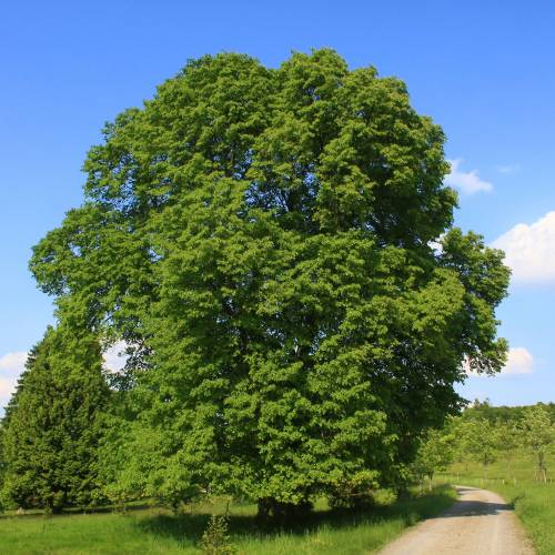 Tilleul à grandes feuilles