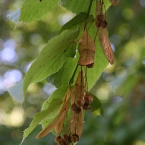 Tilleul à petite feuille 